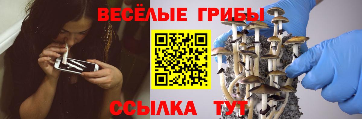 Псилоцибиновые грибы Psilocybine cubensis Томск